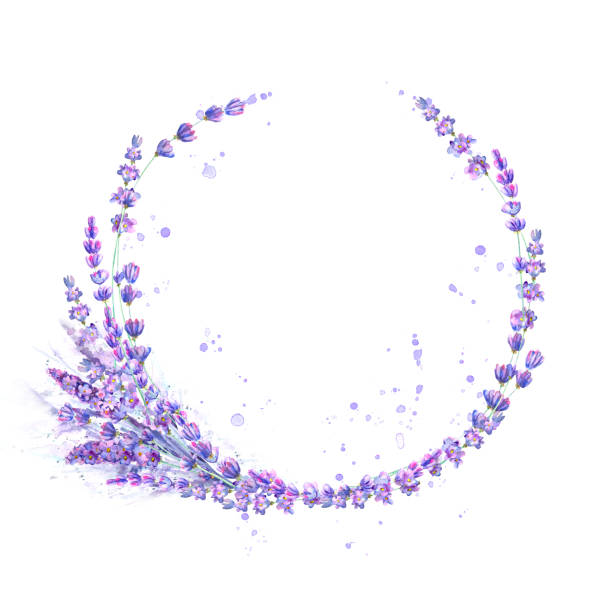 lavendel blumen lila aquarell runden rahmen isoliert auf weißem hintergrund - lavender coloured lavender flower frame stock-grafiken, -clipart, -cartoons und -symbole