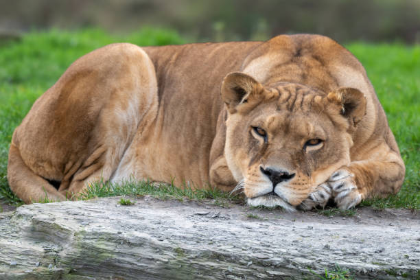 istock Beautiful Large Female Lion Resting 1204279088