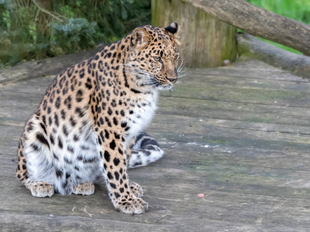 istock Majestic Amur Leopard Feeding on a Pheasant 1204279170