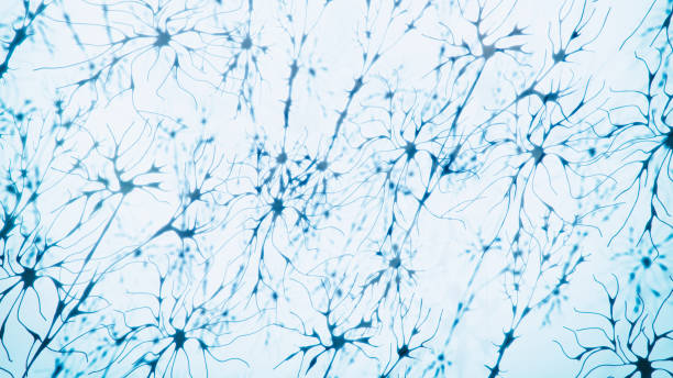 widok neuron tem - human nervous system synapse brain cell zdjęcia i obrazy z banku zdjęć