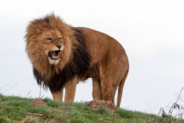 großer männlicher löwe zeigt seine zähne - lion mane strength male animal stock-fotos und bilder