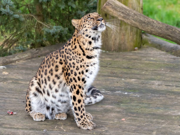 istock Majestic Amur Leopard Feeding on a Pheasant 1204279481