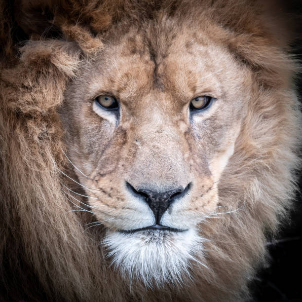 istock Front Portrait of a Large Male Lion 1204279505