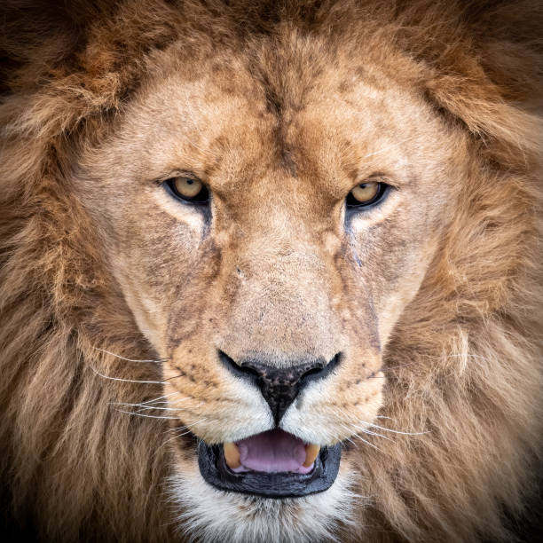 istock Front Portrait of a Large Male Lion 1204279533