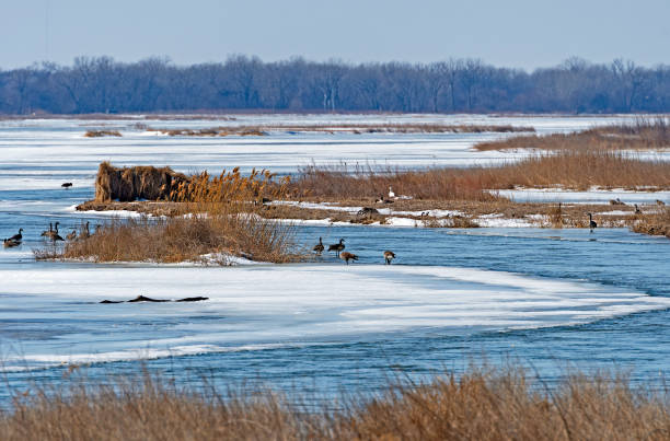 ห่านลุยน้ําในแม่น้ําน้ําแข็ง - platte river ภาพสต็อก ภาพถ่ายและรูปภาพปลอดค่าลิขสิทธิ์