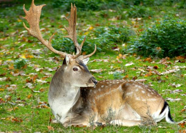 istock A white-tailed deer laying in a meadow 1204280461