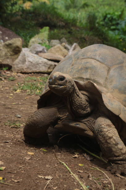 istock Feeding Giant Tortoise in Seychelles 1204282215