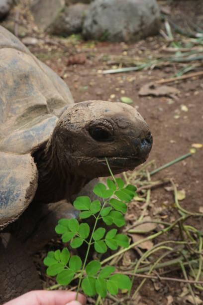 istock Feeding Giant Tortoise in Seychelles 1204282259