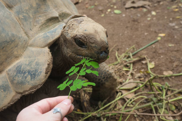 istock Feeding Giant Tortoise in Seychelles 1204282267