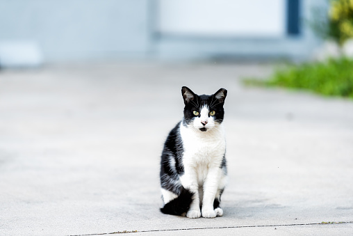 Stray black white cat with green eyes sitting down on sidewalk pavement driveway street in Sarasota, Florida