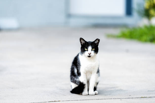 Stray black white cat with green eyes sitting down on sidewalk pavement driveway street in Sarasota, Florida Stray black white cat with green eyes sitting down on sidewalk pavement driveway street in Sarasota, Florida stray animal stock pictures, royalty-free photos & images