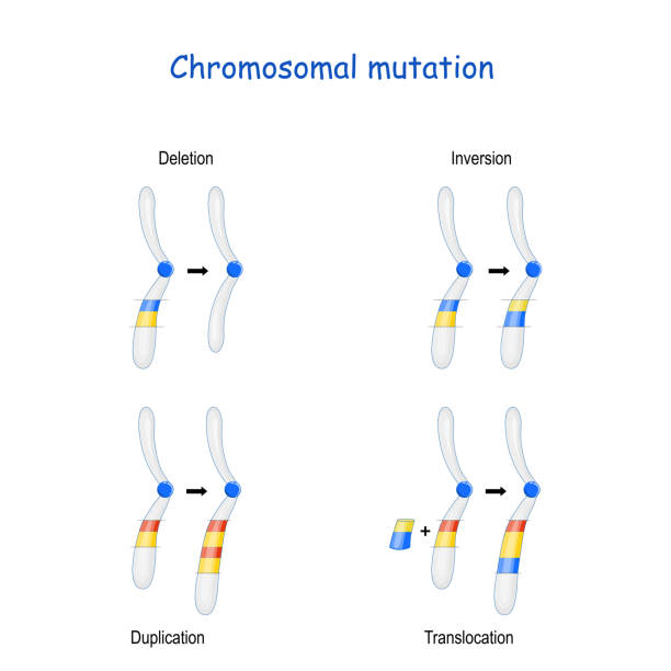 illustrations, cliparts, dessins animés et icônes de mutation chromosomique : inversion, duplication, translocation, suppression - mutation génétique