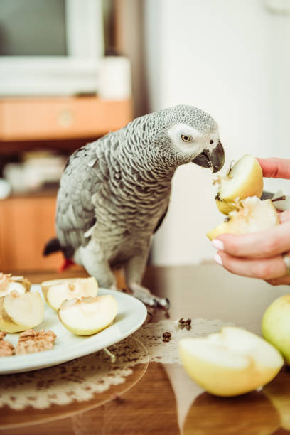 papagaio cinza comendo sementes de maçã - african grey parrot - fotografias e filmes do acervo