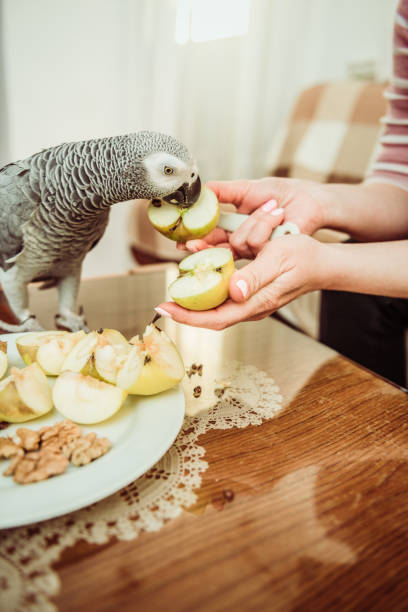 istock gray parrot eating apple seeds 1204284958