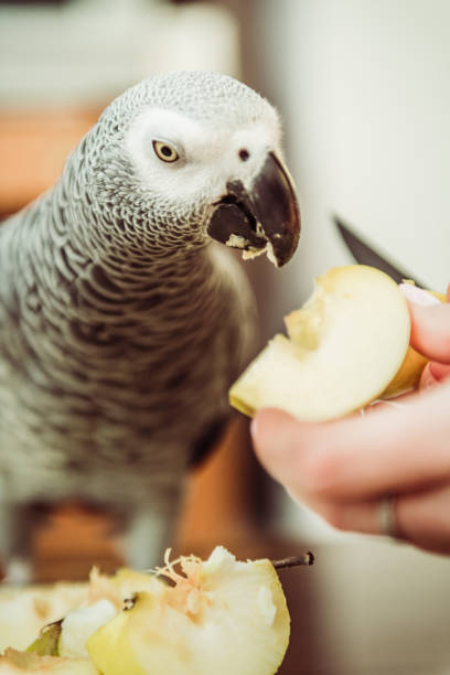 istock gray parrot eating apple seeds 1204285516