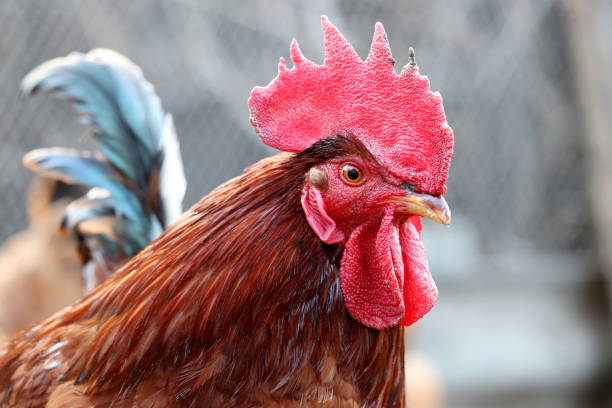 istock Red rooster on the free range farm, poultry concept 1204285533