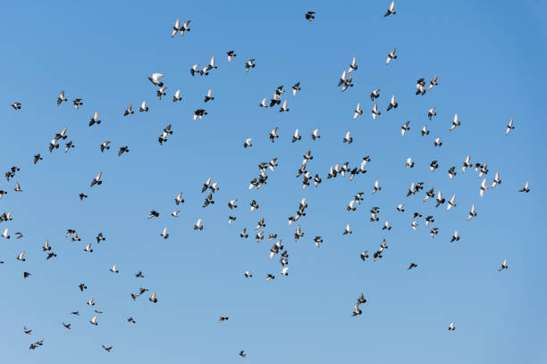 Flock of pigeons.