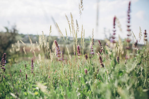 istock beautiful meadow with different herbs and flowers 1204285740