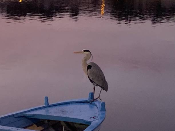 istock Italy, Sicily,Messina,  The heron in the night 1204286951