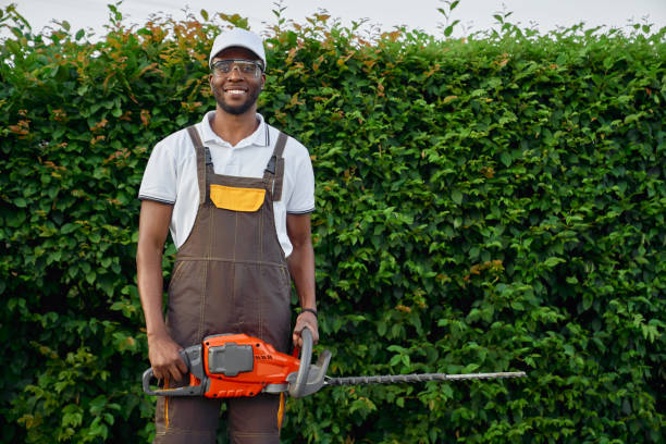 istock Front view of afro gardener with gasoline hedge trimmer 1204287995