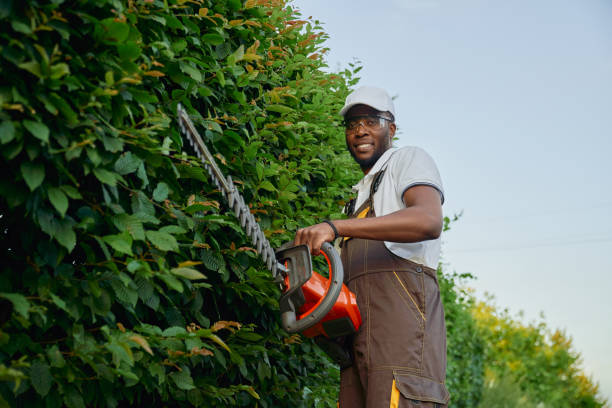 istock Muscular african man in overall cutting decorative hedge 1204288001
