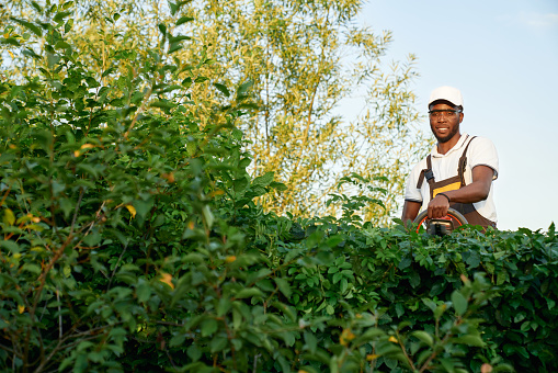 Concentrated afro american man in special uniform, protective glasses and white summer hat trimming hedge with professional tools and equipment. Concept of pruning and gardening