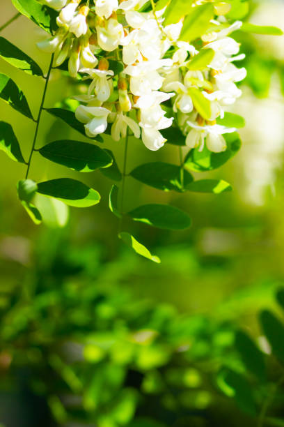istock White blooming acacia. Floral spring background. Flowering branches with white flowers of Robinia pseudoacacia (Black Locust, False Acacia). Copy space 1204288577