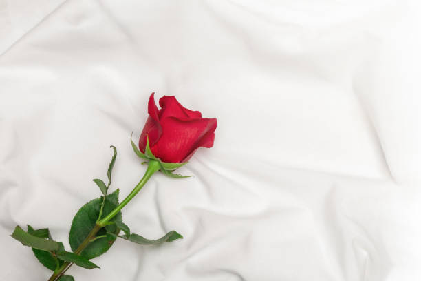 istock Red rose on white bed sheet. Romantic concept. Top view with copy space 1204289230