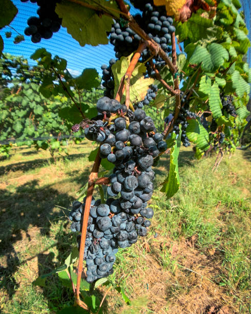 istock Red wine grapes in a vineyard. 1204289245