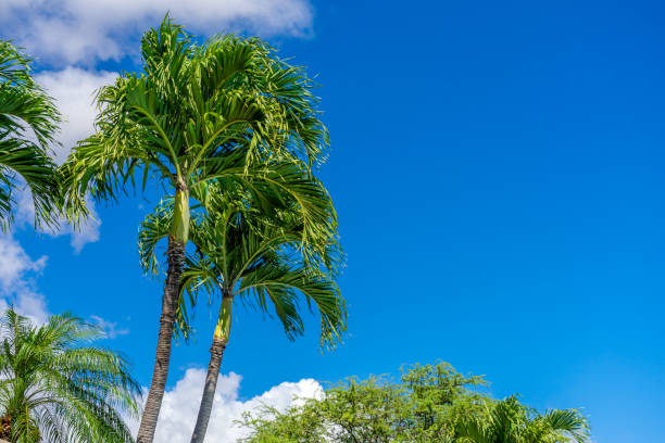 palmier tropical avec le ciel et les nuages bleus - maui beach palm tree island photos et images de collection