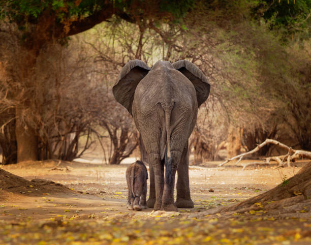 african bush elephant - loxodonta africana małe słoniątko z matką, chodzenie i jedzenie liści w basenach many w zimbabwe. - hwange national park zdjęcia i obrazy z banku zdjęć