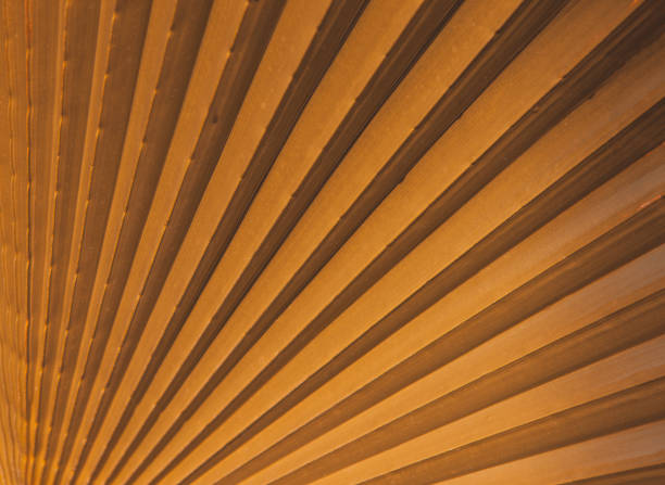istock Large orange palm leaf fan-shaped, close-up, background or wallpaper 1204290377
