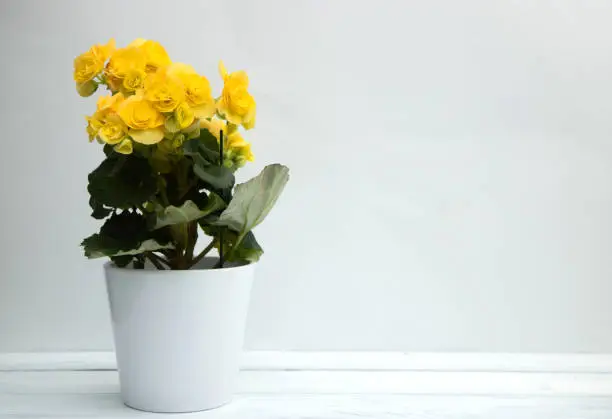 Photo of Yellow blooming begonia flower in a stylish white ceramic pot stands on a white wooden table on a white background. Save the space. Cultivation of home flowers.