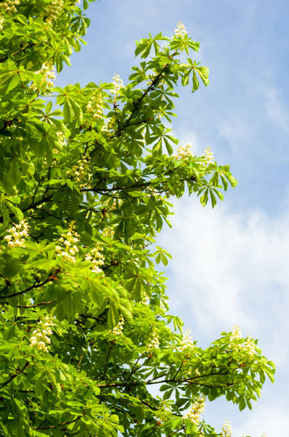 istock Flowering branches of chestnut Castanea sativa tree, and bright blue sky 1204291920
