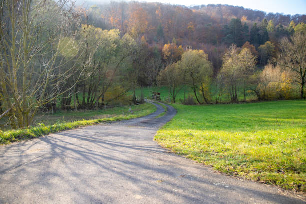 Path bordered by trees in the countryside on a clear day in late summer