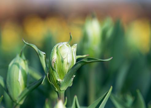 Beautiful green and white tulips with raindrops in morning light on nature blurred background. Selective soft focus.