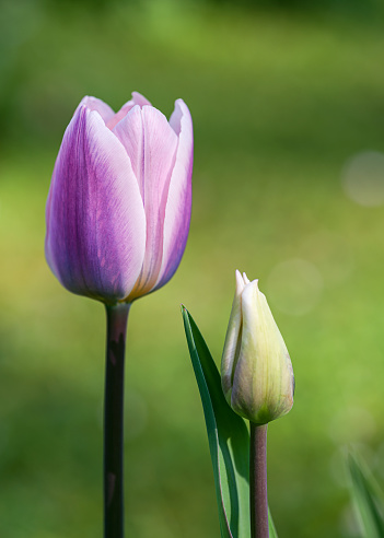 Amazing tulip flower with purple petals and rosa edges in spring garden on blurry nature background. Selective focus.