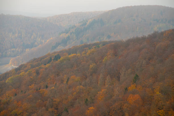 Panorama hilly landscape with forest in autumn