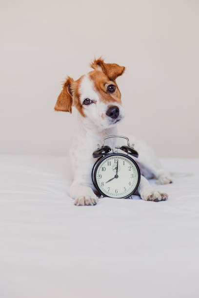 cute dog lying on bed with an alarm clock set on 8 am. morning and wake up concept at home. pets indoors, lifestyle - dog alarm imagens e fotografias de stock