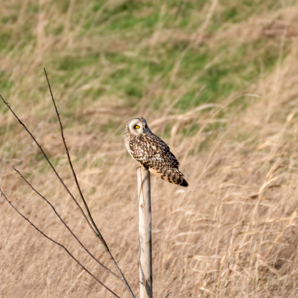 istock Short Eared Owl perched on a Wooden Pole 1204293639