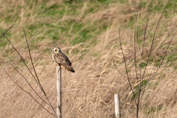 istock Short Eared Owl perched on a Wooden Pole 1204293673