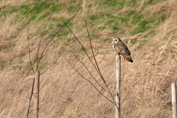 istock Short Eared Owl perched on a Wooden Pole 1204293689