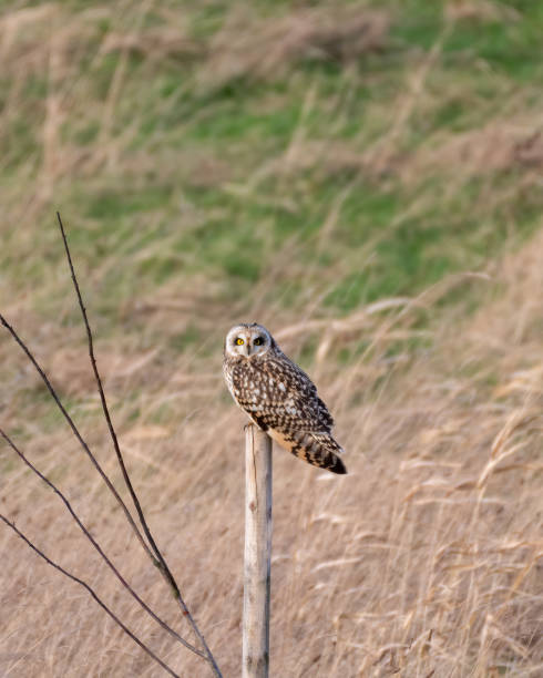 istock Short Eared Owl perched on a Wooden Pole 1204293693