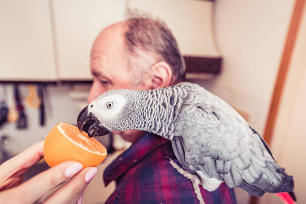 彼の所有者と灰色のオウム - african grey parrot ストックフォトと画像