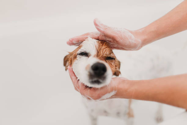 cute lovely small dog wet in bathtub. Young woman owner getting her dog clean at home. white background stock photo