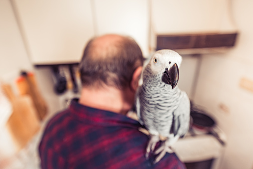 African gray parrot with his owner