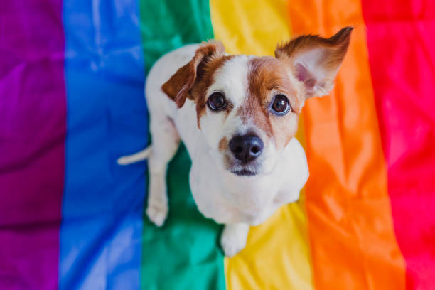 lindo perro jack russell sentado en la bandera lgbt arco iris en el dormitorio. mes del orgullo celebrar y concepto de paz mundial - parade of homes fotografías e imágenes de stock