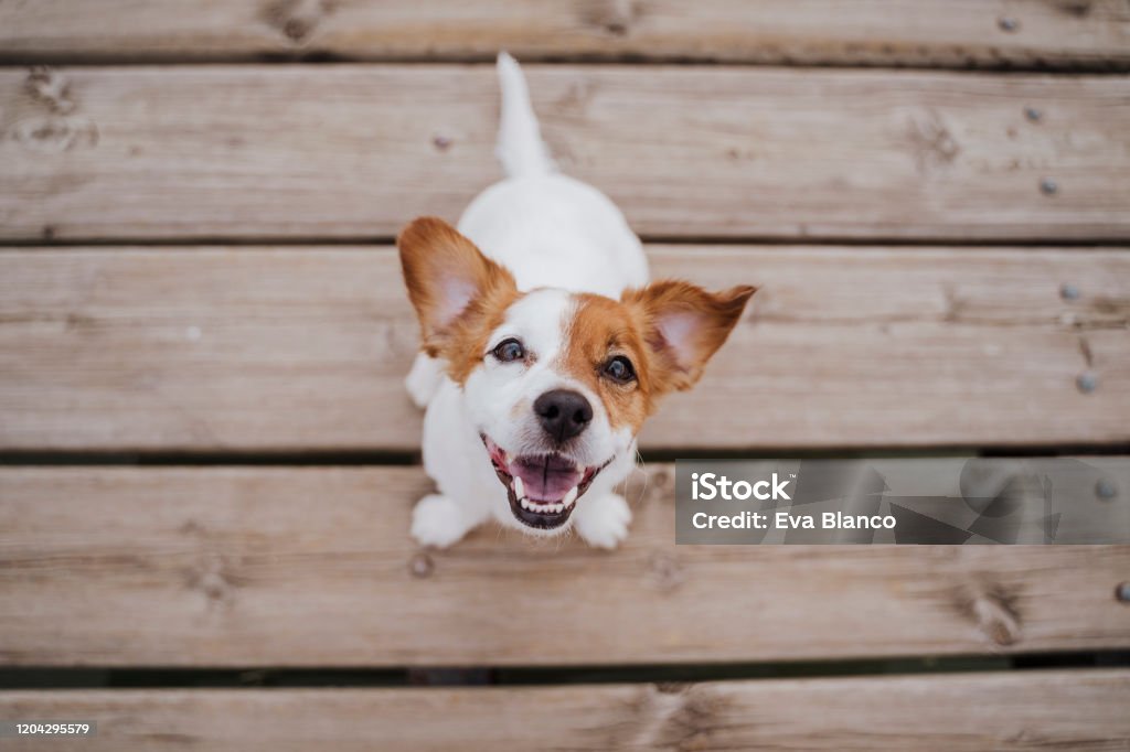 top view of cute small jack russell terrier dog sitting on a wood bridge outdoors and looking at the camera. Pets outdoors and lifestyle Dog Stock Photo