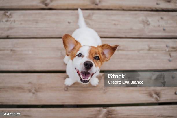Top View Of Cute Small Jack Russell Terrier Dog Sitting On A Wood Bridge Outdoors And Looking At The Camera Pets Outdoors And Lifestyle Stock Photo - Download Image Now