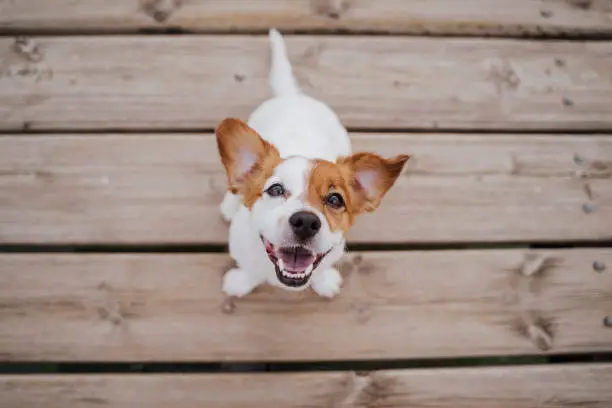 Photo of top view of cute small jack russell terrier dog sitting on a wood bridge outdoors and looking at the camera. Pets outdoors and lifestyle